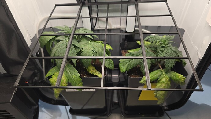 Growreport Bild 3