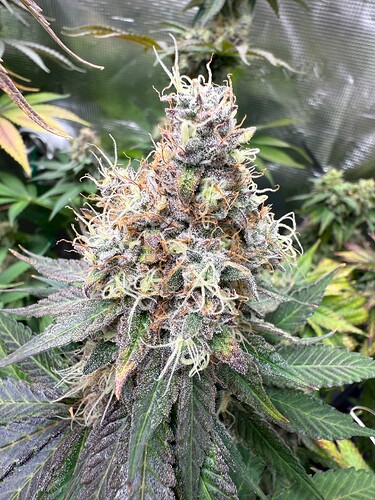 Growreport Bild 24