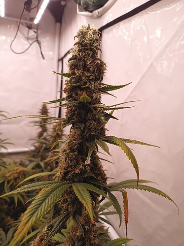 Growreport Bild 24