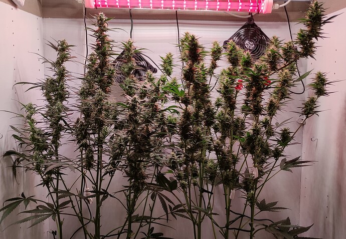 Growreport Bild 19