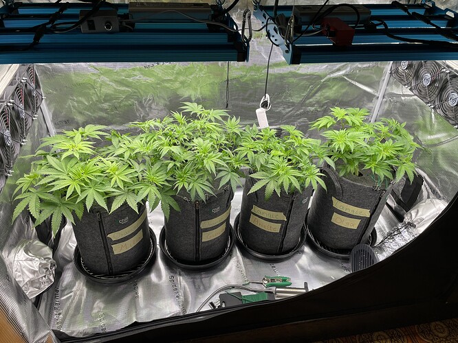 Vier junge Cannabispflanzen in Vlies-Töpfen unter einer LED-Wachstumslampe in einem Growzelt.