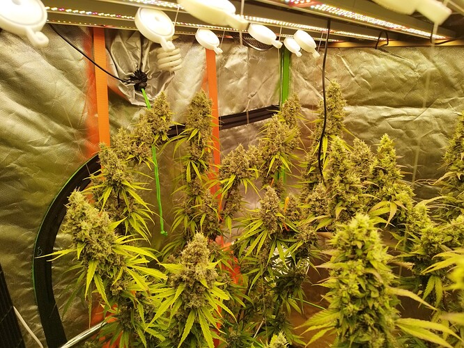 Mehrere reife Cannabispflanzen mit dichten Blütenständen in einem Growzelt unter LED-Beleuchtung.