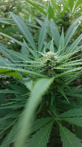 Growreport Bild 3
