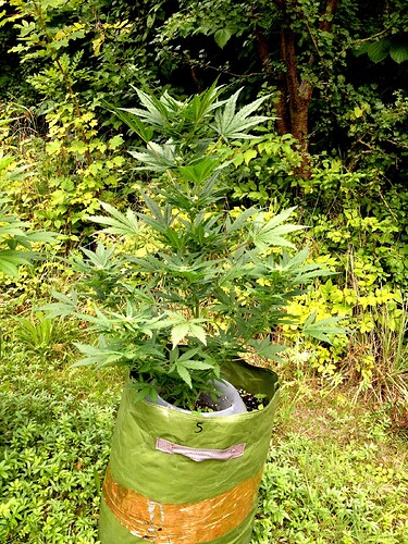 Growreport Bild 11