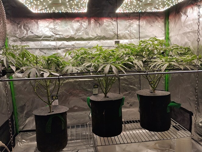 Growreport Bild 3