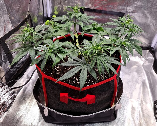 Growreport Bild 5