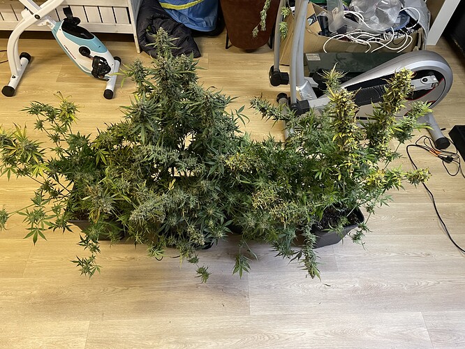 Growreport Bild 2