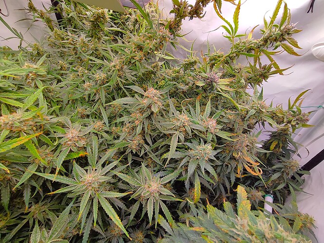 Growreport Bild 39