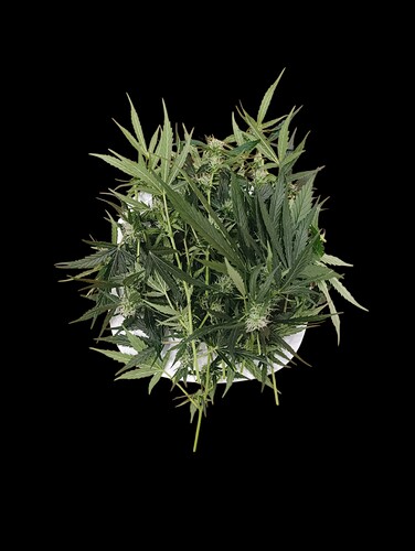 Growreport Bild 6