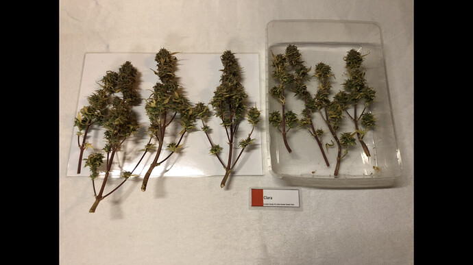 Growreport Bild 9