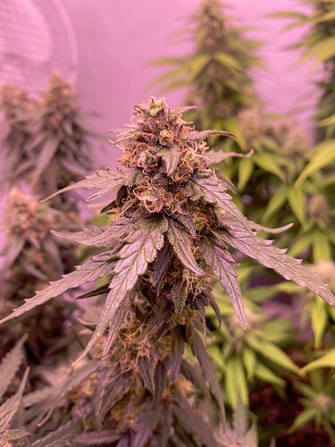 Growreport Bild 12