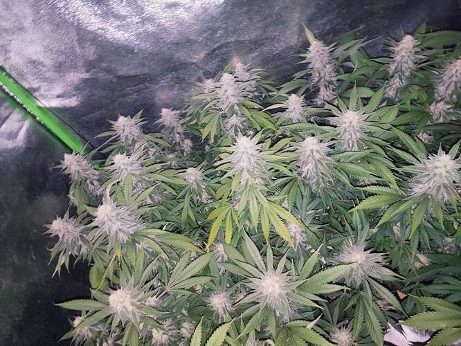 Growreport Bild 51