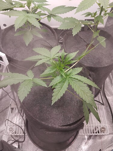 Growreport Bild 4