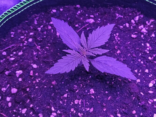 Growreport Bild 24