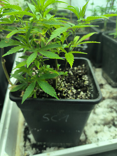 Growreport Bild 41