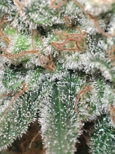 Growreport Bild 46