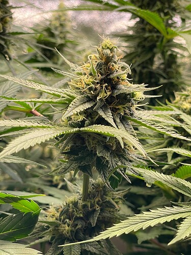 Growreport Bild 51
