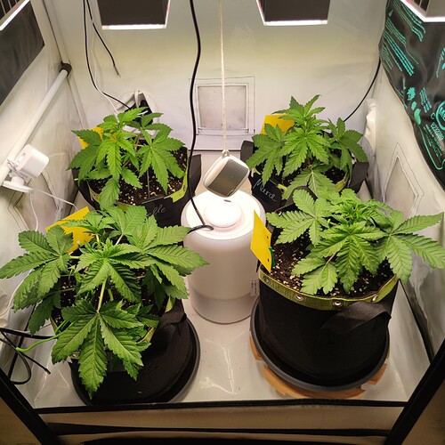 Growreport Bild 2