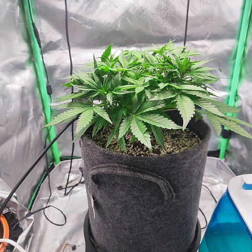 Growreport Bild 4