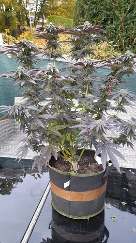 Growreport Bild 6