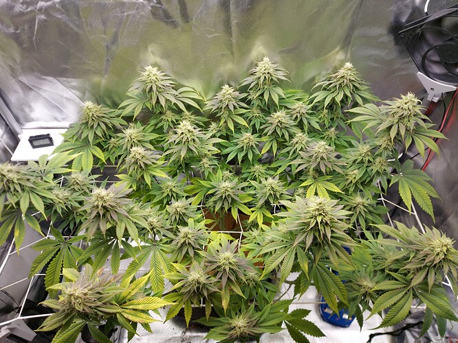 Growreport Bild 1