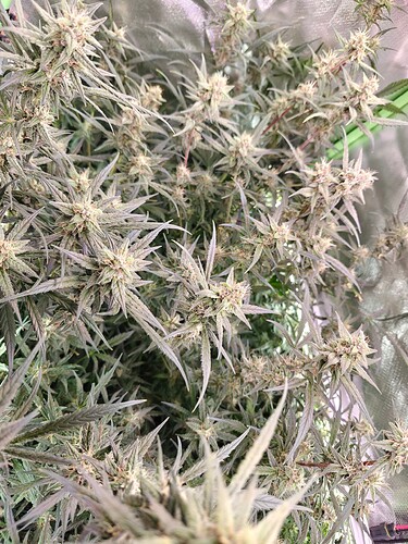 Growreport Bild 11