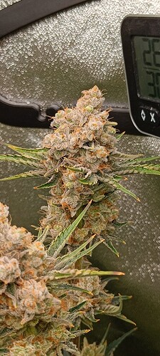 Growreport Bild 4