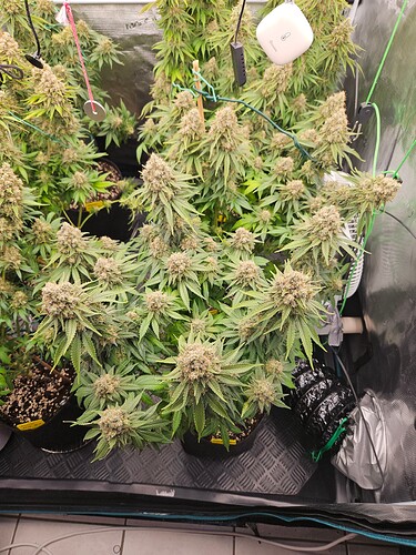 Growreport Bild 22