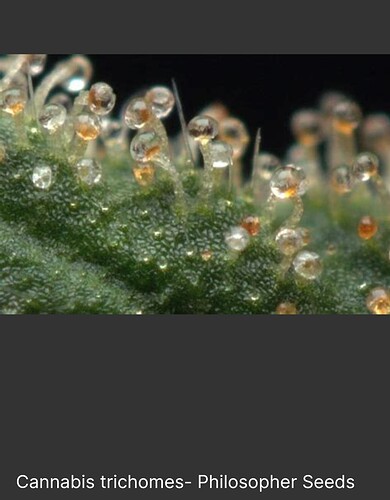 Growreport Bild 62