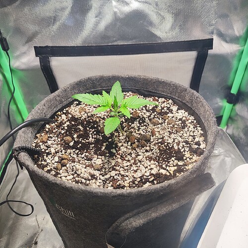 Growreport Bild 1