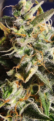 Growreport Bild 17