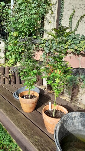 Growreport Bild 3