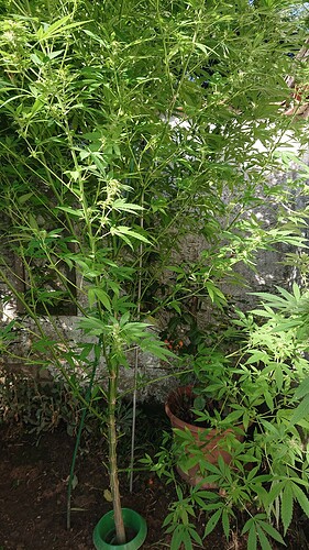 Growreport Bild 83