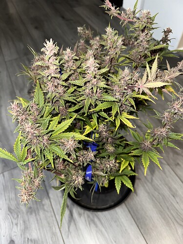 Growreport Bild 8