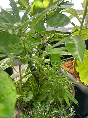 Growreport Bild 30