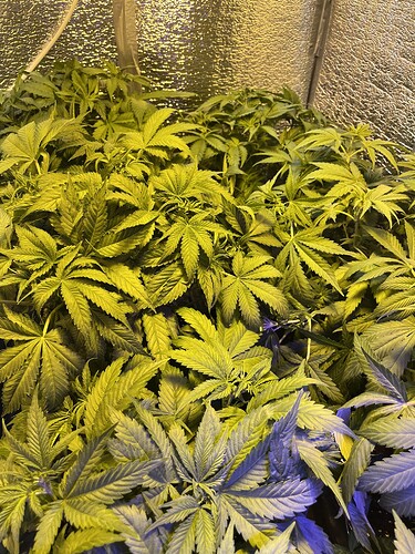 Growreport Bild 2
