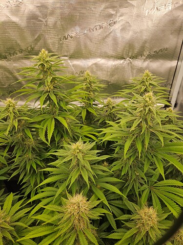 Growreport Bild 4