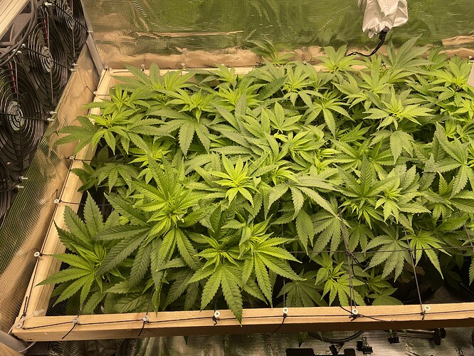 Mehrere junge Cannabispflanzen in einem Zelt, die sich unter einem Netz ausbreiten.