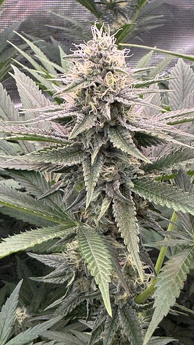 Growreport Bild 25