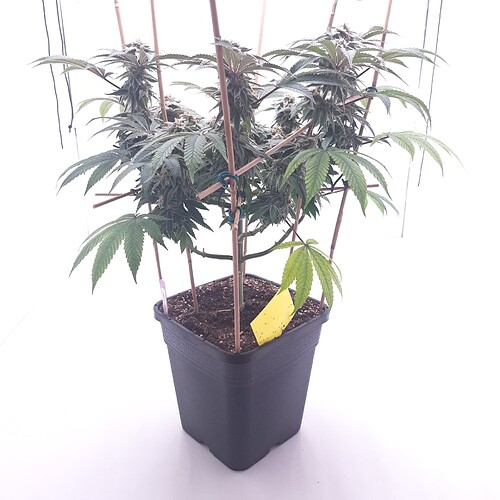 Growreport Bild 6