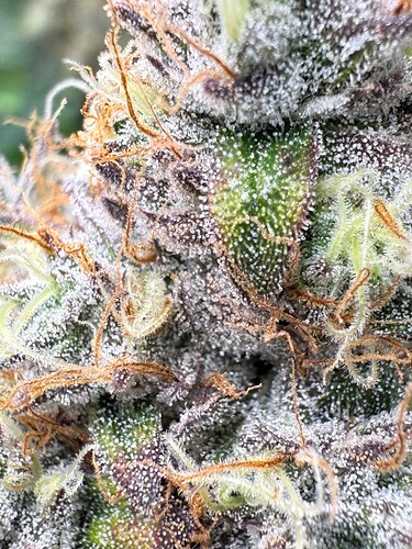 Growreport Bild 10