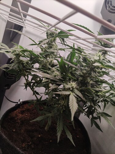 photo_2_2024-07-17_19-49-42