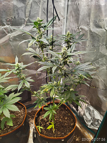 Growreport Bild 5