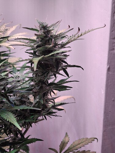Growreport Bild 3