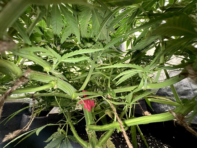 Growreport Bild 2