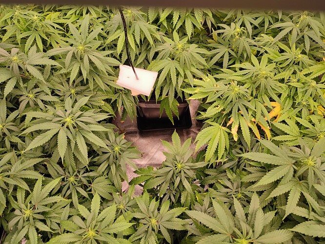 Growreport Bild 13