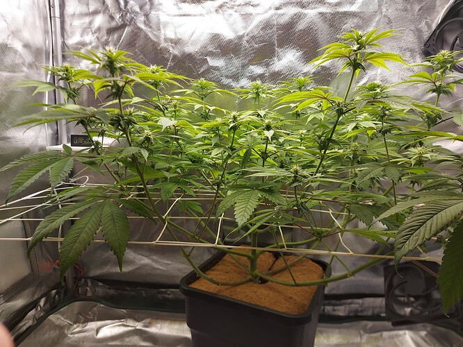 Growreport Bild 3
