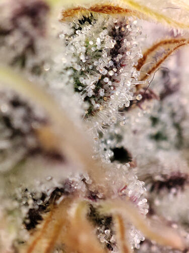 Growreport Bild 77