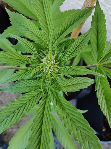 Growreport Bild 4