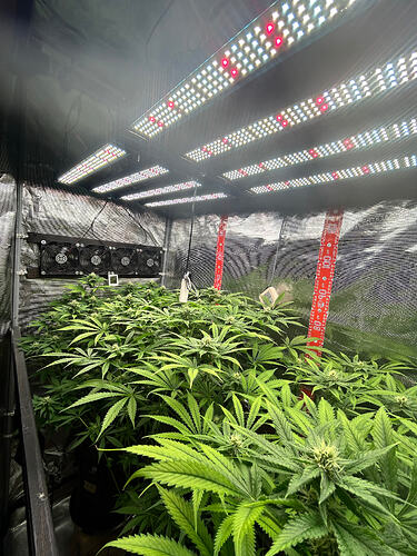 Innenansicht eines Grow-Zeltes mit mehreren Cannabis-Pflanzen in der Blütephase unter LED-Beleuchtung.